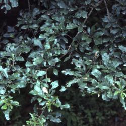 .Quercus imbricaria (shingle oak), habit, summer