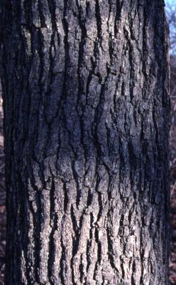 Quercus macrocarpa (bur oak) , bark