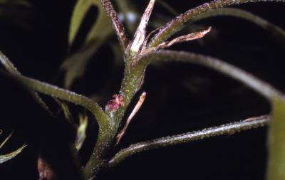 Quercus palustris (pin oak), female flower detail