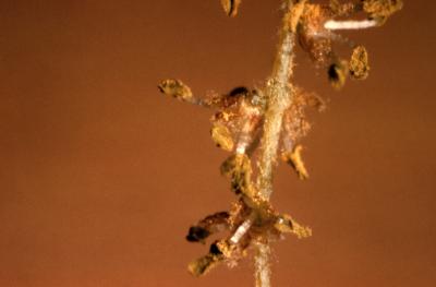 Quercus palustris (pin oak), male flowers detail