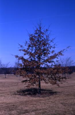 Quercus palustris (pin oak), habit, spring