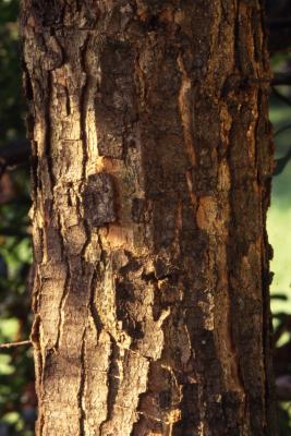 Quercus oglethorpensis (Oglethorpe's oak), bark, summer