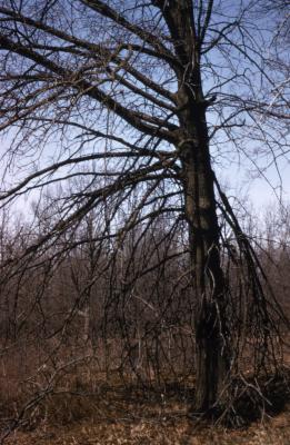 Quercus palustris (pin oak), bare tree