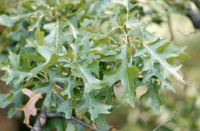 Quercus palustris (pin oak), leaves detail
