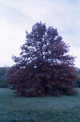 Quercus palustris (pin oak), habit, fall