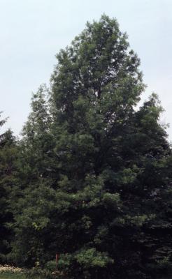 Quercus palustris (pin oak), habit, summer
