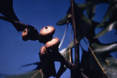 Quercus palustris (pin oak), mature acorns