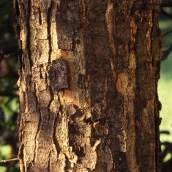 Quercus oglethorpensis (Oglethorpe's oak), bark, summer