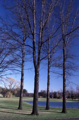Quercus palustris (pin oak), habit, early spring