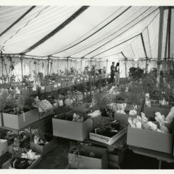 Members' Cooperative Research Program, plants in boxes in tent
