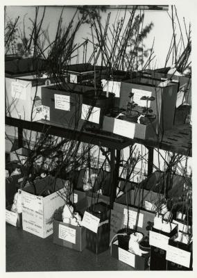 Members' Cooperative Research Program, plants in boxes in Research Building basement 