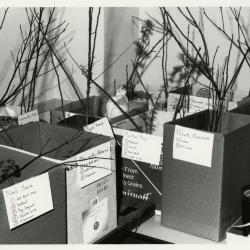 Members' Cooperative Research Program, plants in boxes in Research Building basement