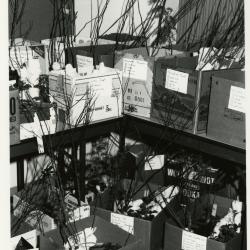 Members' Cooperative Research Program, plants in boxes in Research Building basement