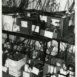 Members' Cooperative Research Program, plants in boxes in Research Building basement 