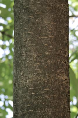 Aesculus flava (Yellow Buckeye), bark, branch