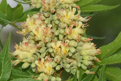 Aesculus arguta (Texas Buckeye), flower, throat