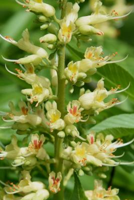 Aesculus ×ambigua (Buckeye), flower, full