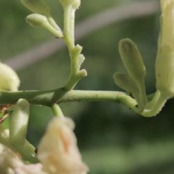 Aesculus flava (Yellow Buckeye), inflorescence