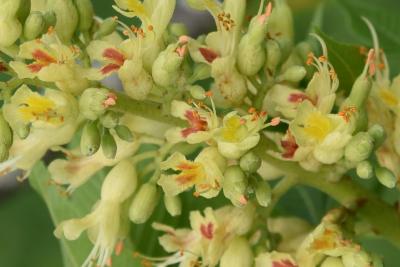 Aesculus ×ambigua (Buckeye), flower, throat