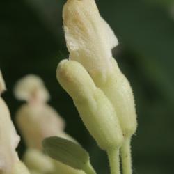 Aesculus flava (Yellow Buckeye), bud, flower