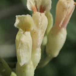 Aesculus flava (Yellow Buckeye), flower, full