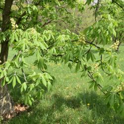 Aesculus glabra f. pallida (Pale Ohio Buckeye), habit, spring