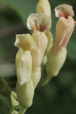 Aesculus flava (Yellow Buckeye), flower, full