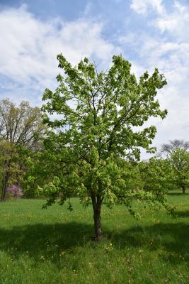 Aesculus glabra f. pallida (Pale Ohio Buckeye), habit, spring