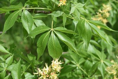 Aesculus ×ambigua (Buckeye), leaf, spring