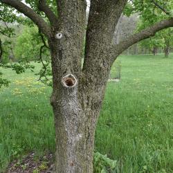 Aesculus ×ambigua (Buckeye), bark, trunk