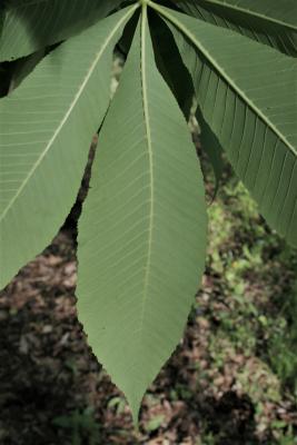 Aesculus flava (Yellow Buckeye), leaf, lower surface