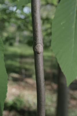 Aesculus flava (Yellow Buckeye), bark, twig