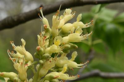 Aesculus ×ambigua (Buckeye), flower, side