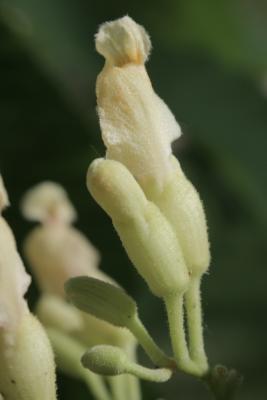 Aesculus flava (Yellow Buckeye), bud, flower
