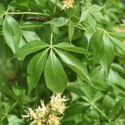 Aesculus ×ambigua (Buckeye), leaf, spring