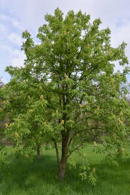 Aesculus glabra (Ohio Buckeye), habit, spring