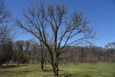 Aesculus glabra var. monticola (Oklahoma Buckeye), habit, spring