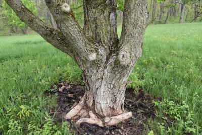 Aesculus glabra (Ohio Buckeye), bark, trunk