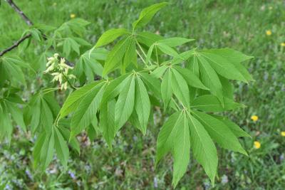 Aesculus glabra var. monticola (Oklahoma Buckeye), leaf, spring