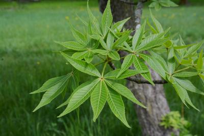 Aesculus glabra var. arguta (Texas Buckeye), leaf, spring