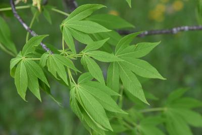 Aesculus glabra var. monticola (Oklahoma Buckeye), leaf, spring