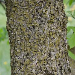 Aesculus glabra (Ohio Buckeye), bark, trunk