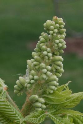 Aesculus glabra (Ohio Buckeye), bud, flower