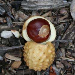Aesculus glabra (Ohio Buckeye), fruit, mature