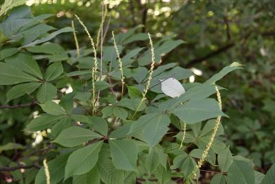 Aesculus parviflora (Bottlebrush Buckeye), habit, summer