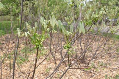 Aesculus parviflora f. serotina (Late Bottlebrush Buckeye), habit, spring