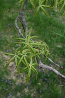 Aesculus glabra (Ohio Buckeye), leaf, spring