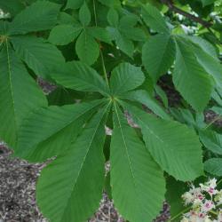 Aesculus hippocastanum (Horse-chestnut), leaf, summer