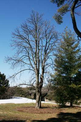 Aesculus hippocastanum 'Baumannii' (Baumann's Horse-chestnut), habit, winter