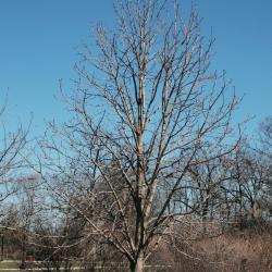 Aesculus hippocastanum (Horse-chestnut), habit, winter